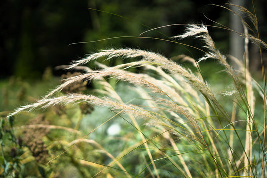 500 CANADIAN RYE Elymus Canadensis Grain Grazing Grass Ground Cover Seeds