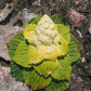 5 NOBLE RHUBARB Rheum Nobile Ornamental Sikkim Himalayan Glasshouse Plant Seeds