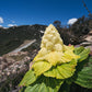 5 NOBLE RHUBARB Rheum Nobile Ornamental Sikkim Himalayan Glasshouse Plant Seeds