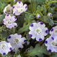 750 FIVE SPOT Nemophila Maculata White & Purple Flower Seeds