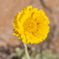 500 Yellow DESERT MARIGOLD Baileya Multiradiata Showy Drought Paper Daisy Flower Herb Seeds