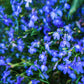 200 BLUE SAPPHIRE LOBELIA Erinus Trailing for Planters or Groundcover Flower Seeds