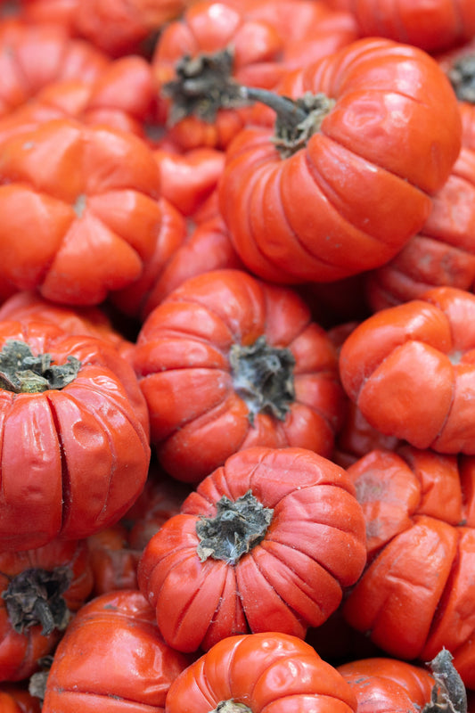 25 RUFFLED RED EGGPLANT Pumpkin On A Stick Edible & Ornamental Solanum Melongena Seeds