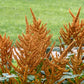 100 Organic HOT BISCUITS AMARANTHUS Cruentus Coppery Bronze Plumes Flower Seeds