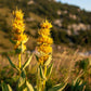 30 GREAT YELLOW GENTIAN Gentiana Lutea Herb Flower Seeds