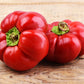 50 Organic SHEEPNOSE PIMENTO PEPPER Sweet Red Pimiento Cheese Capsicum Annuum Seeds