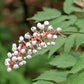 10 DOLL'S EYES Flower White Baneberry Cohosh Actaea Pachypoda Alba Seeds