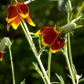 500 MEXICAN HAT Ratibida Columnaris Columnifera Red & Yellow Native Flower Seeds