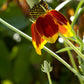 500 MEXICAN HAT Ratibida Columnaris Columnifera Red & Yellow Native Flower Seeds