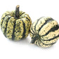 15 HEART Of GOLD Acorn SQUASH Winter Cucurbita Pepo Vegetable Seeds