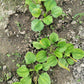 1000 CHINESE PLANTAIN Plantago Asiatica Herb Flower Seeds