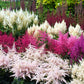 50 MIXED Colors ASTILBE BUNTER Astilbe Simplicifolia Shade Red White Purple Pink Flower Seeds
