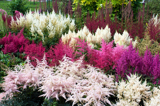 50 MIXED Colors ASTILBE BUNTER Astilbe Simplicifolia Shade Red White Purple Pink Flower Seeds