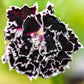 30 Black & White CHIANTI DIANTHUS Chinensis China Pink Flower Seeds