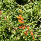 40 CHILEAN GLORY VINE Eccremocarpus Scaber Flower Seeds