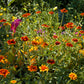 75 Mixed Colors PERSIAN CARPET ZINNIA Zinnia Haageana Flower Seeds