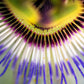 20 PURPLE PASSION FRUIT Passionflower Granadilla Passiflora Edulis Flower Vine Seeds
