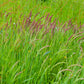 150 SWEET VERNAL GRASS Sweet Grass Vanilla Grass Anthoxanthum Odoratum Fragrant Vernalgrass Ornamental Craft Seeds