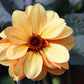 20 Dwarf Mixed Colors REDSKIN DAHLIA Variabilis Red Skin Mix Bicolor Flower Seeds