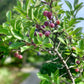 5 BEACH PLUM Prunus Maritima Native Edible Fruit Shrub Bush White Flower Seeds