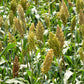 500 BROWNTOP MILLET Urochloa Ramosa Panicum Brachiaria Brown Top Dixie Signalgrass Nurse Cover Forage Wildlife Food Plot Grain Birdseed Erosion Ornamental Grass Seeds