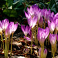 10 AUTUMN CROCUS Colchicum Autumnale Meadow Saffron Flower Seeds