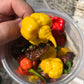 10 Yellow CAROLINA REAPER PEPPER World's Hottest Capsicum Chinense Hot Chili Vegetable Seeds
