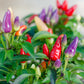 25 BOLIVIAN RAINBOW PEPPER Multi Colored Chili Capsicum Annuum Vegetable Seeds