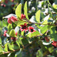 25 TWINBERRY HONEYSUCKLE Lonicera Involucrata California Bearberry Black Twin Berry Endangered Native Sun or Shade Shrub Yellow Red Hummingbird Flower Seeds