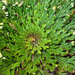 Live RESURRECTION PLANT Rose of Jericho Dinosaur Fern Miracle Air Houseplant
