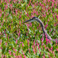 100 PINKWEED Smartweed Pink Knotweed Polygonum Wetland Flower Herb Seeds