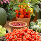 25 TURKISH ORANGE EGGPLANT Scarlet Solanum Aethiopicum Fruit Vegetable Seeds
