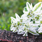 20 SNOW On THE MOUNTAIN Euphorbia Marginata Variegated Groundcover Sun or Shade Flower Seeds