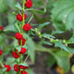100 STRAWBERRY STICKS / SPINACH Chenopodium Foliosum Fruit Berry Seeds