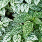 10 Dwarf WHITE POLKA DOT PLANT Splash Select Hypoestes Phyllostachya Flower Houseplant Seeds