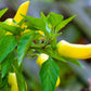 200 HEIRLOOM BANANA Pepper Sweet Yellow Hungarian Capsicum Annuum Vegetable Seed