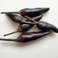 20 ROYAL BLACK PEPPER Capsicum Annuum Very Hot Chilli Vegetable Seeds