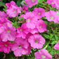 100 PINK PETUNIA Hybrida Pollinator Garden Container Flower Seeds