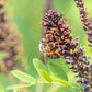 50 FRAGRANT FALSE INDIGO (Dwarf Wild Indigo) Amorpha Nana Flower Seeds