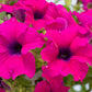 1000 SHANIN PETUNIA Integrifolia Violacea Pink Purple Wild Flower Seeds