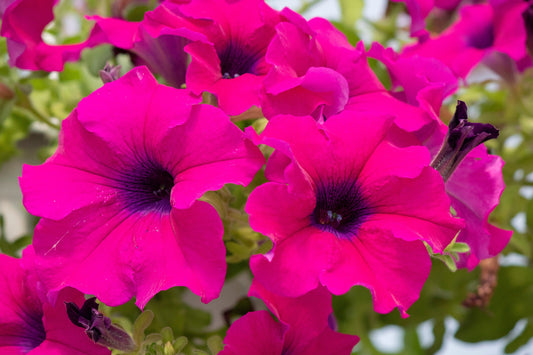 1000 SHANIN PETUNIA Integrifolia Violacea Pink Purple Wild Flower Seeds