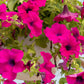 1000 SHANIN PETUNIA Integrifolia Violacea Pink Purple Wild Flower Seeds
