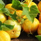 100 LEMON CUCUMBER Cucumis Sativus Fruit Vegetable Seeds