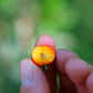20 ENGLISH HAWTHORN TREE Edible Fruit Flower Mayflower Crataegus Laevigata Seeds
