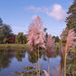 200 Ornamental PINK PAMPAS GRASS Cortaderia Selloana Rosea Seeds