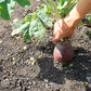 3000 LAURENTIAN RUTABAGA Brassica Napus Vegetable Seeds