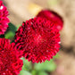 250 Double RED CHINA ASTER Callistephus Chinensis Flower Seeds