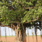 50 BANYAN / BANYAN FIG TREE East Indian Ficus Benghalensis Aerial Root Houseplant Seeds