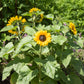 25 Dwarf SUNSPOT SUNFLOWER Helianthus Annuus Flower Seeds