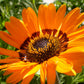50 ORANGE PRINCE Cape DAISY Monarch of the Veldt Venidium Fastuosum Flower Seeds